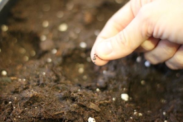 Как посадить базилик в открытый грунт семенами