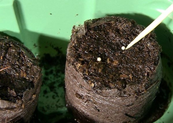 Как вырастить эустому из семян в торфяных таблетках