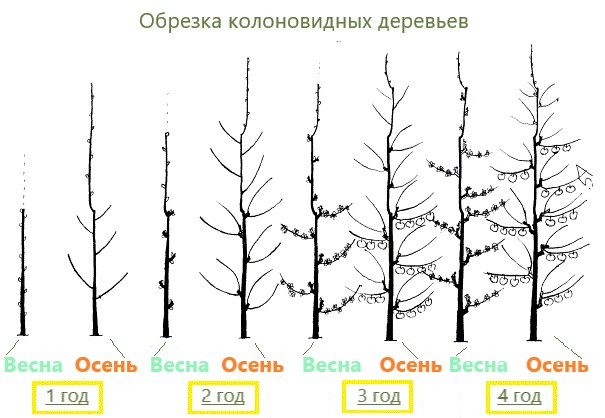 Обрезка колоновидных деревьев