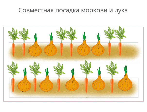 Схема совместной посадки моркови и лука