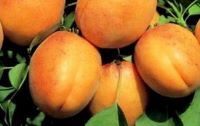 Триумф Северный сорт абрикоса