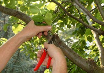 Как обрезать плодовые деревья летом