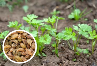 Как посадить петрушку в открытый грунт семенами