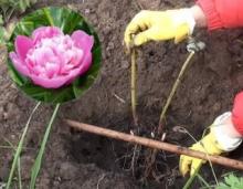 Посадка пионов осенью: когда и как посадить цветы