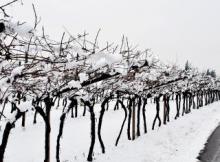 Подготовка виноградных лоз к зиме