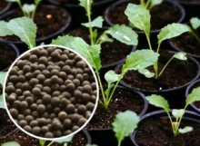 Как правильно выращивать рассаду цветной капусты